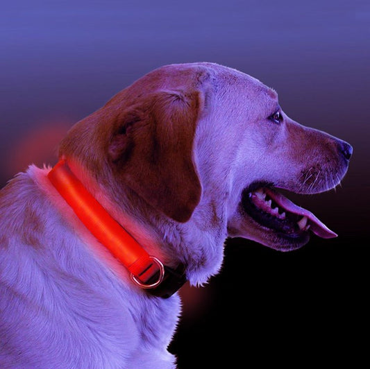 LED Light Up Dog Collar - Safety Night Walking Pet Collar Online